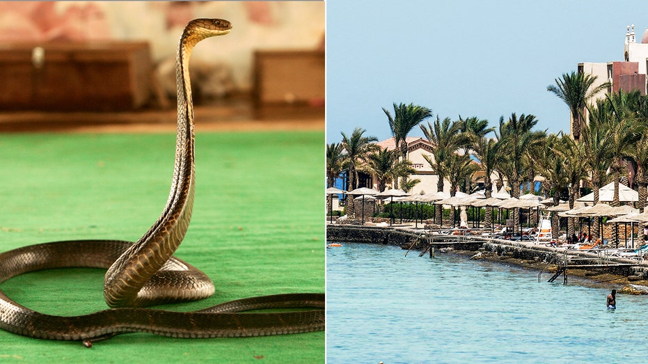 Tourist dies at luxury resort after cobra from snake show climbs up pants, bites him: police