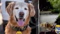 Police dog follows his nose to find missing autistic teen screaming for help - Fox News