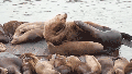 Massive 2,000-pound sea lion shocks tourists at iconic US hot spot: 'He&rsquo;s like a Volkswagen!' - Fox News