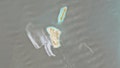 Second suspected oil slick near Iran raises fears of major disaster in vital global oil corridor - Fox News