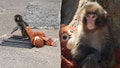 American tourists arrested in Japan after alleged break-in at viral monkey Punch&rsquo;s enclosure - Fox News
