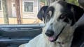 Dog saved from ISIS by Army veteran 'kidnapped' from family yard by local authorities - Fox News