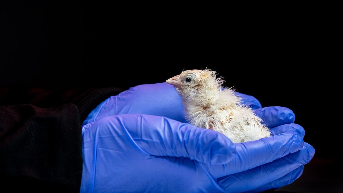 Colossal Biosciences has successfully hatched live chicks from an artificial egg