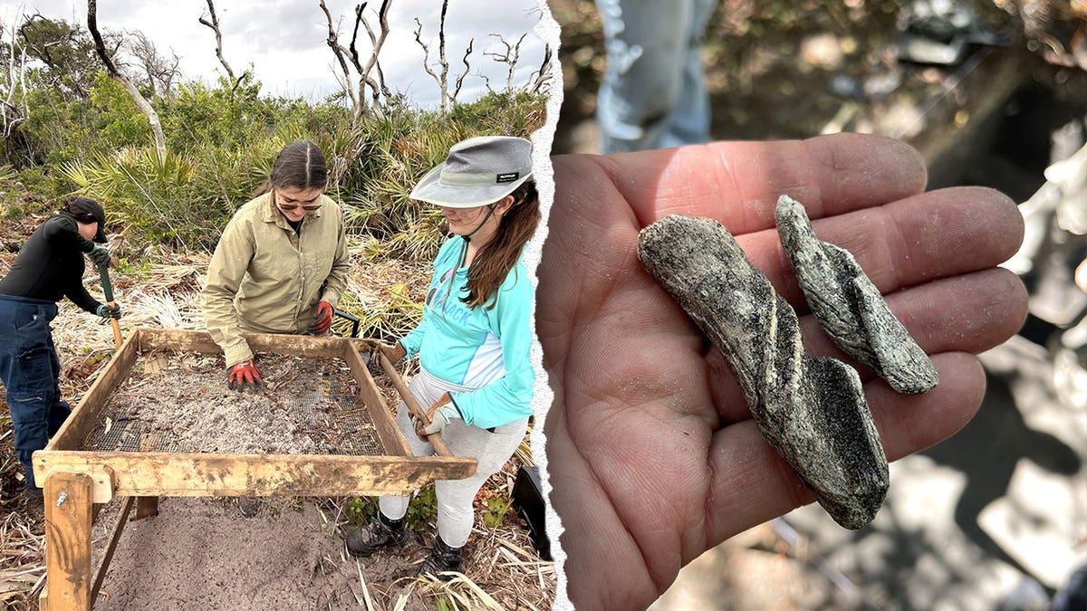 Split image of students digging, hand holding ancient conch shell