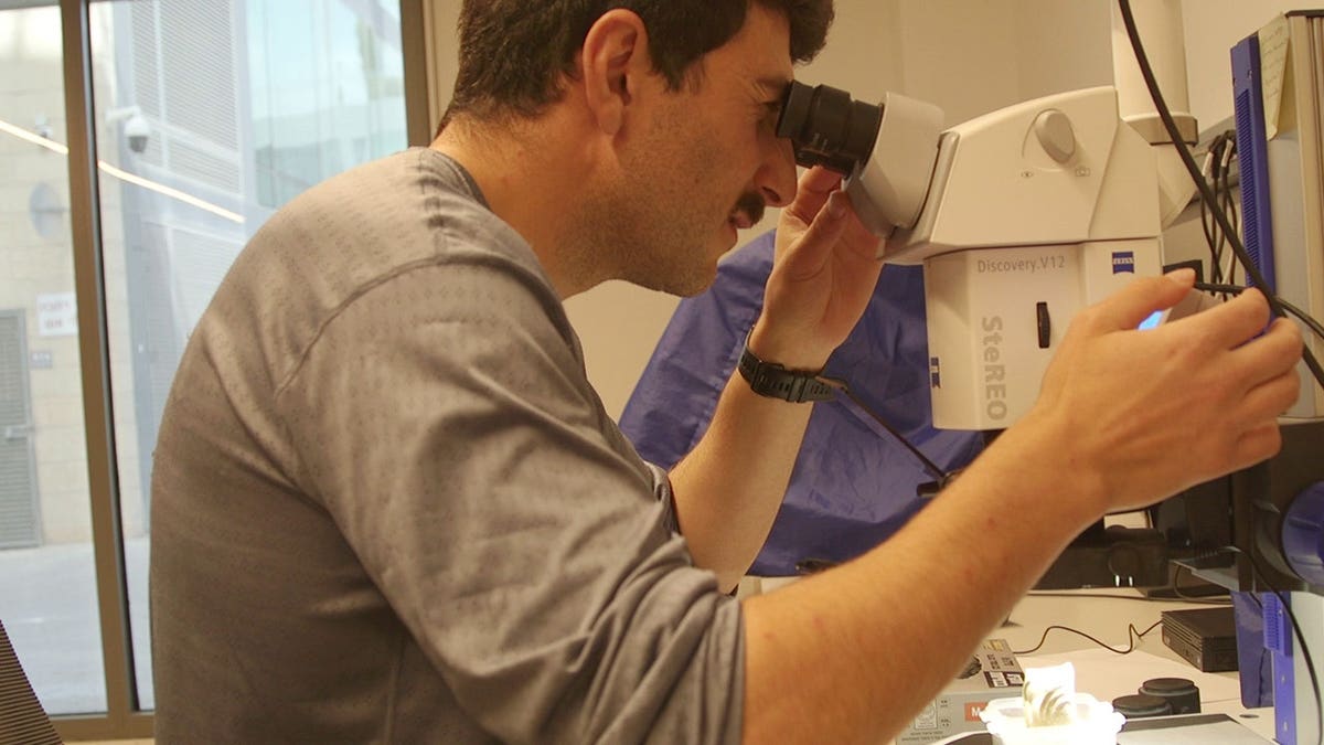 Goldenhersh studying ancient fragment in lab