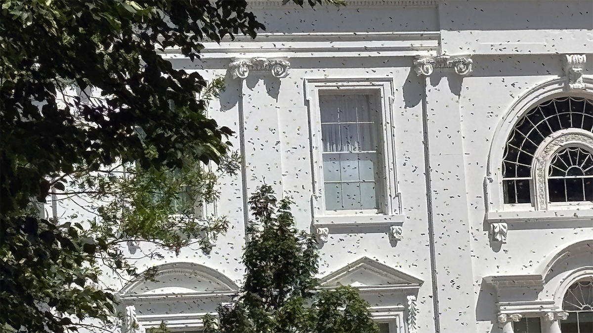 Bees on White House