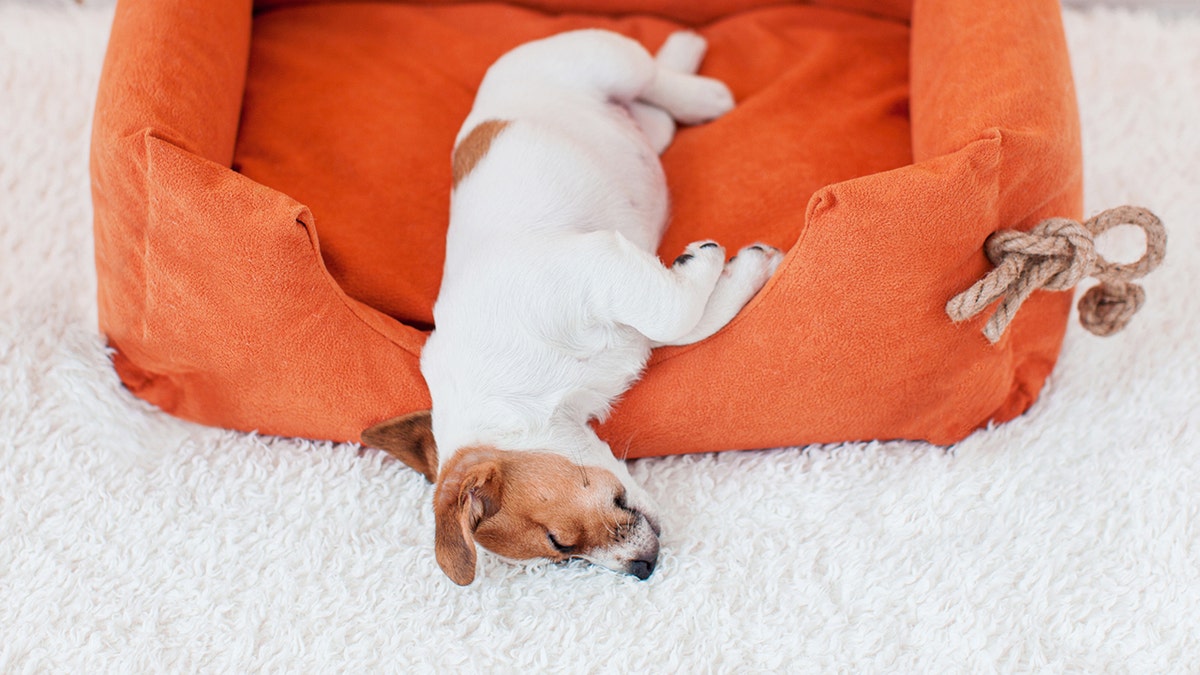 Save on cat and dog toys, treats, beds and more during Amazon Pet Days.