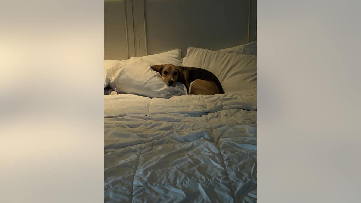 a beagle lies on top of bed pillows