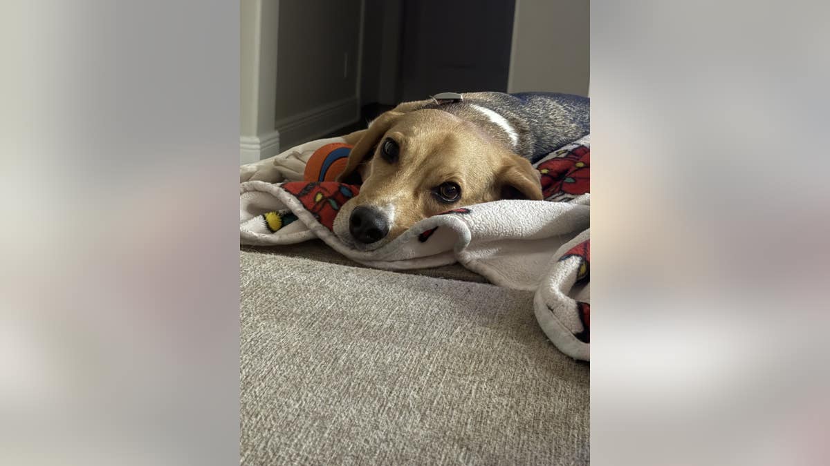 a beagle rests his head on a blanket