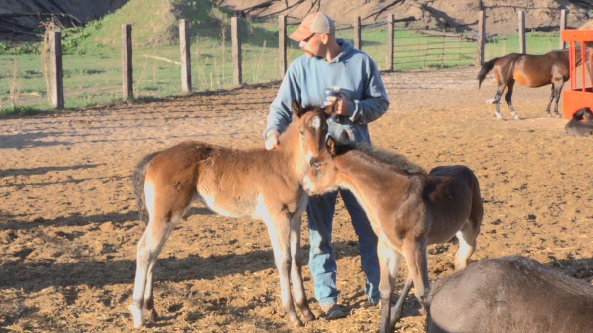 Johnson with foals