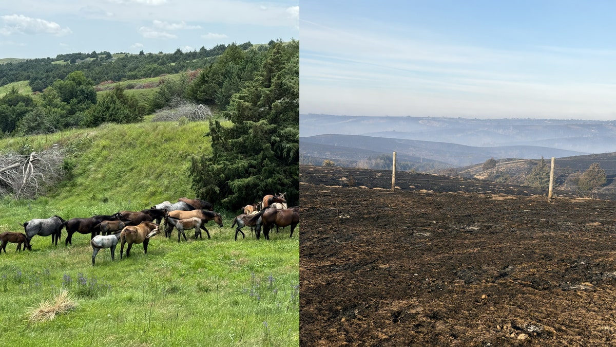 Before and after the Cottonwood Fire at Bearded Lady LLC