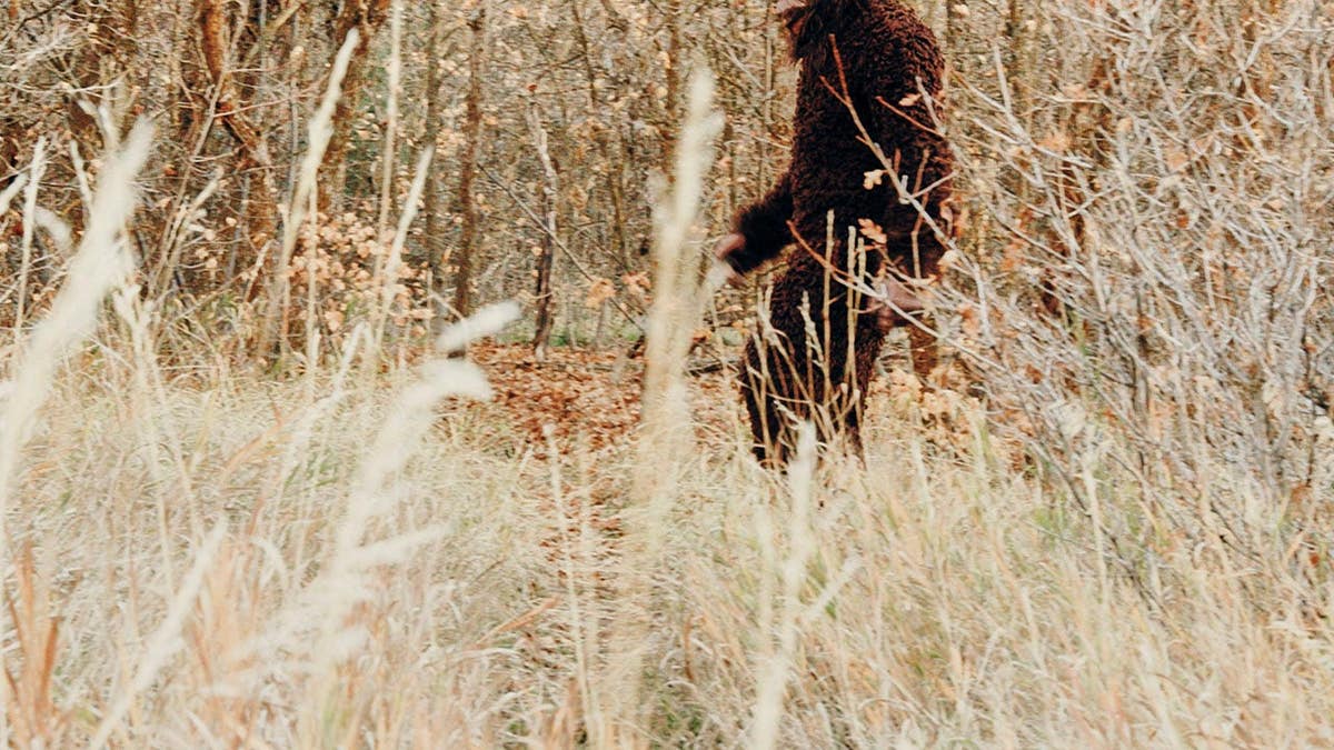 A Sasquatch Bigfoot standing in an autumn forest.