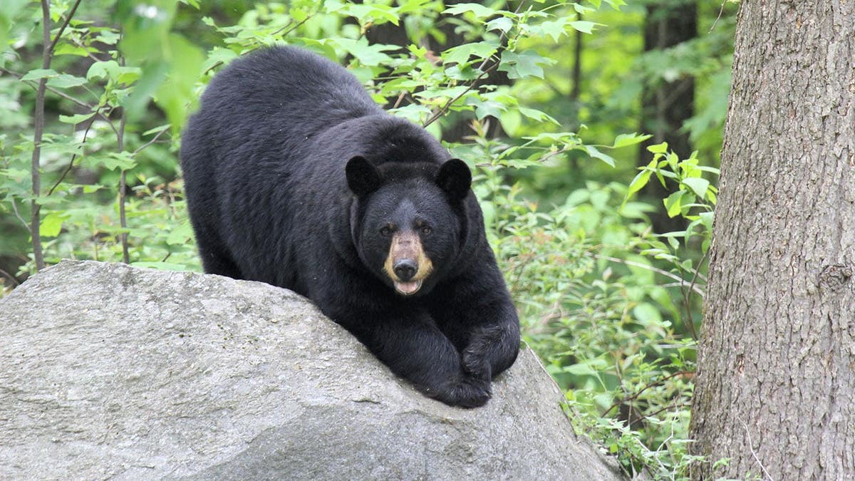 Mother black bear looks at camera while resting on a rock in New Hartford Connecticut