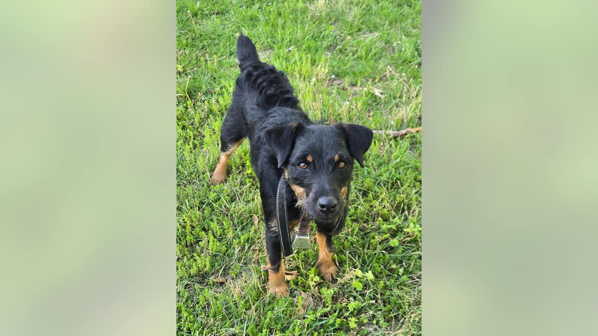een zwart-bruine hond staat in het gras