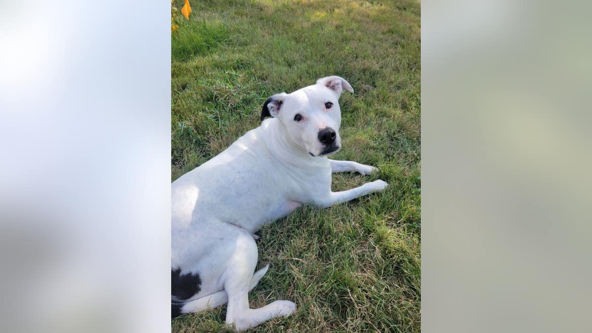 een witte hond van gemengd ras ligt in het gras