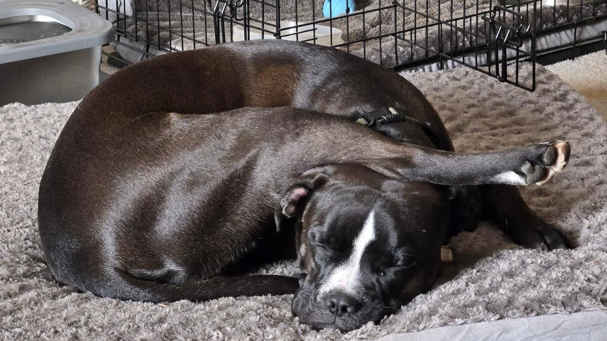 een donkerbruine hond van gemengd ras dut met zijn poot op zijn hoofd