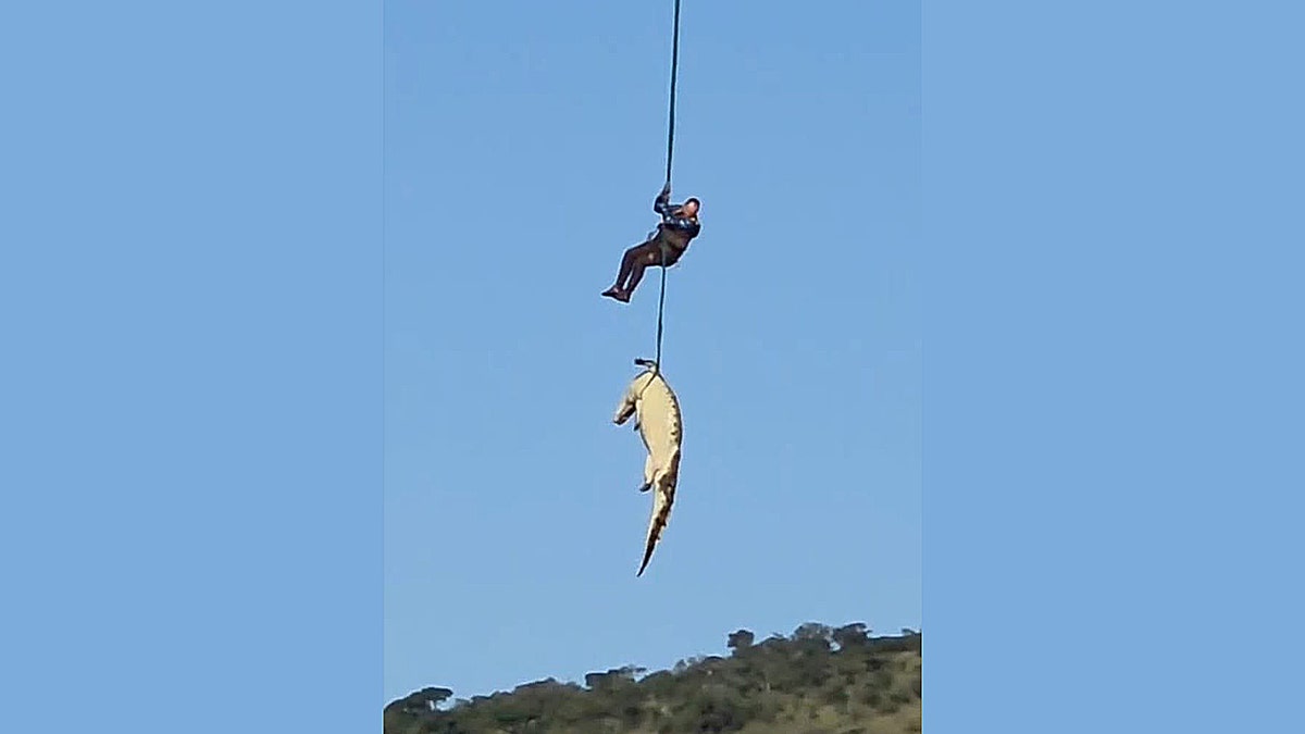 A person and a large crocodile hang from a long cable attached to a helicopter against a clear blue sky.