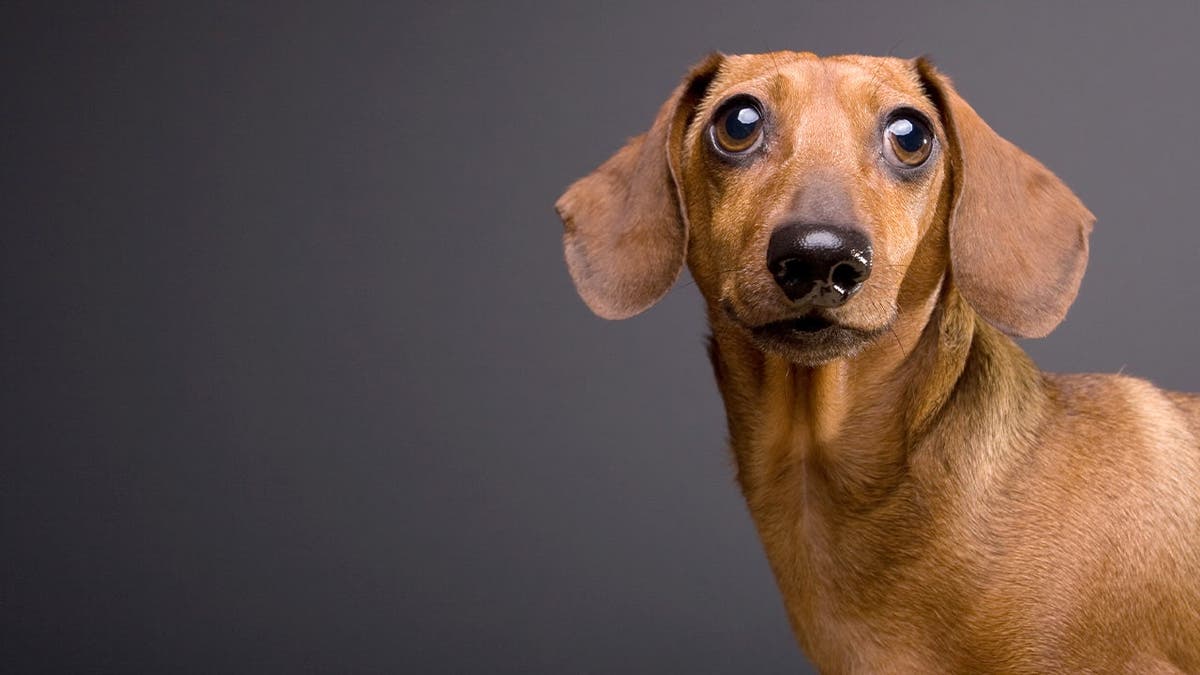 Dachshund