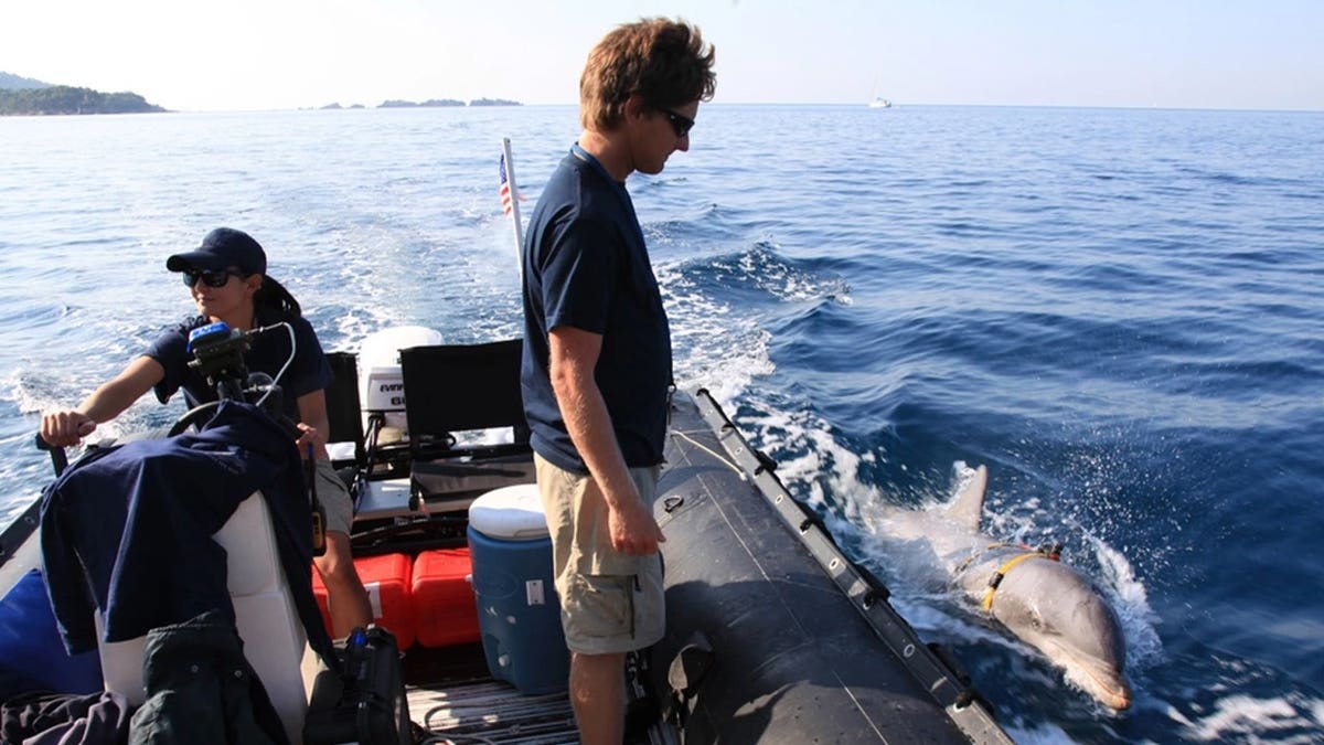 Los delfines buscan minas