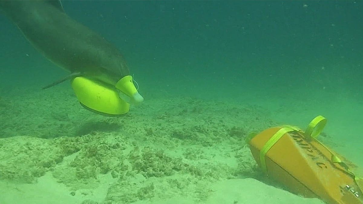 Dolphin detecta una mina