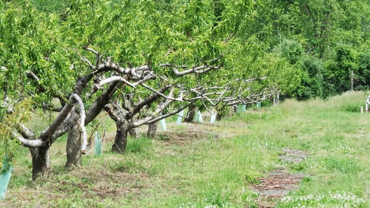 peach tree terhune orchards