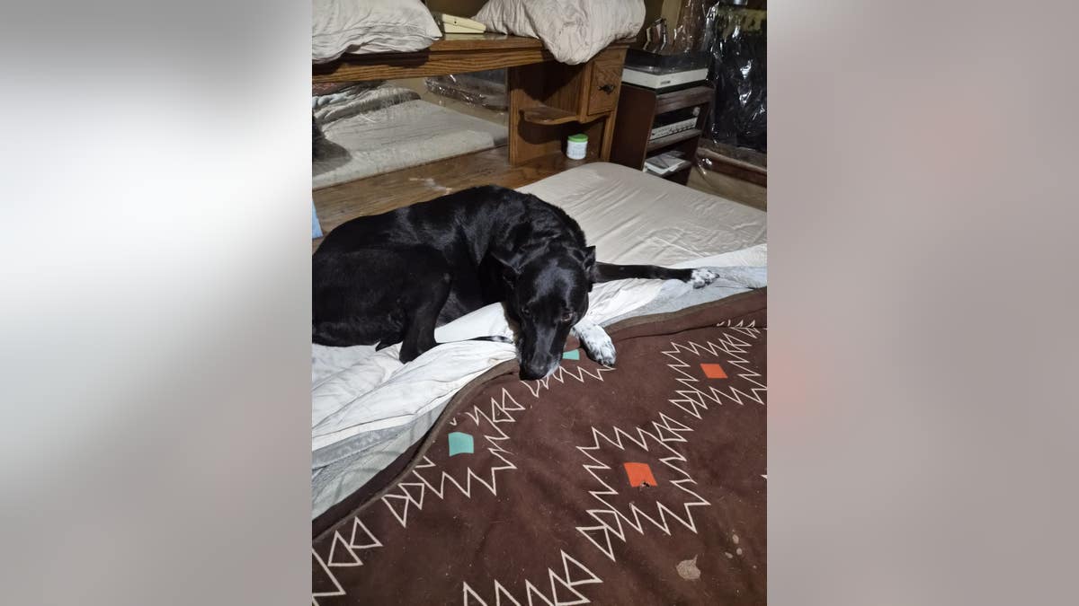 een zwarte hond met witte poten ligt op een bed