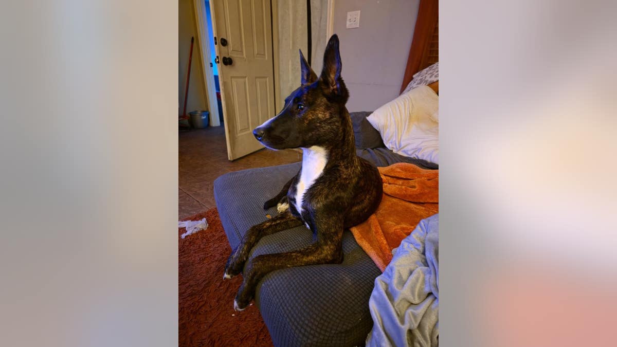 Gestroomde en witte hond met lange puntige oren ligt op de bank