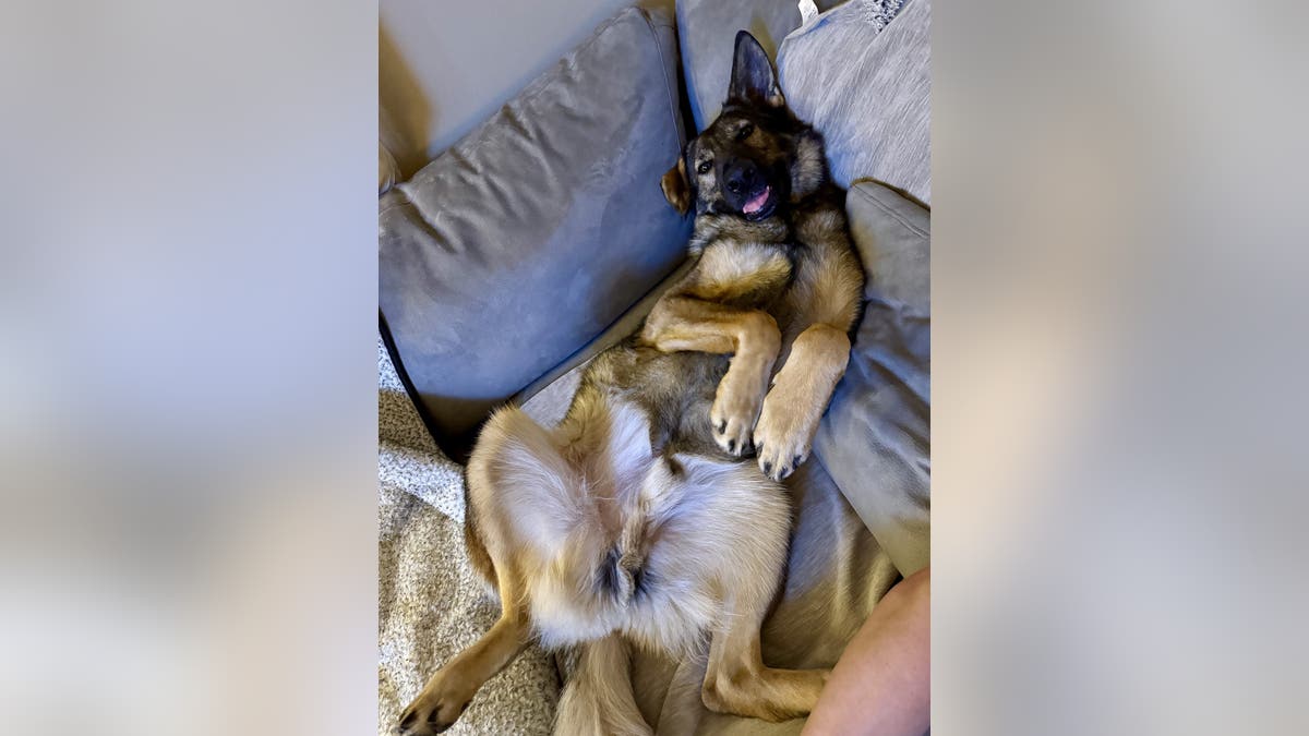 happy-looking german shepherd lies on his back on a couch