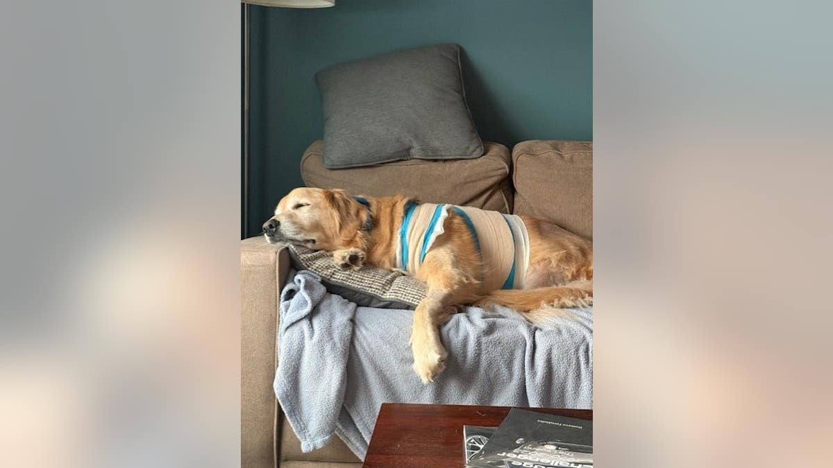 golden retriever rests on a couch after surgery