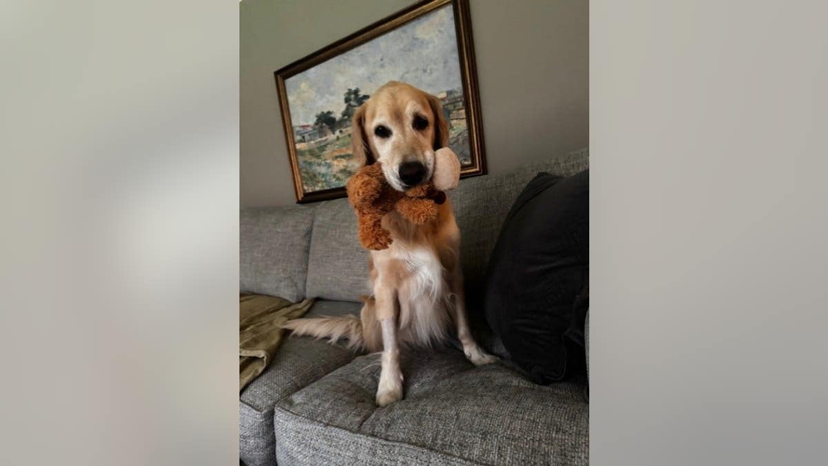 golden retriever sits on a couch holding a stuffed toy in his mouth