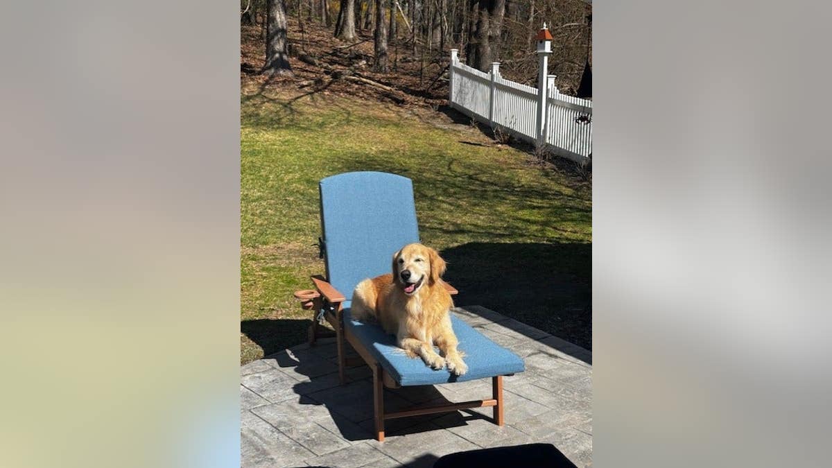 golden retriever lies outside on a blue lounge chair