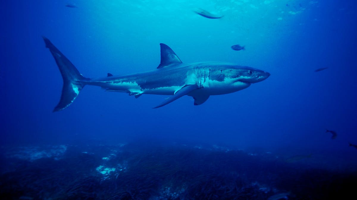 Grande tubarão branco nadando perto do fundo do mar nas Ilhas Netuno, no sul da Austrália