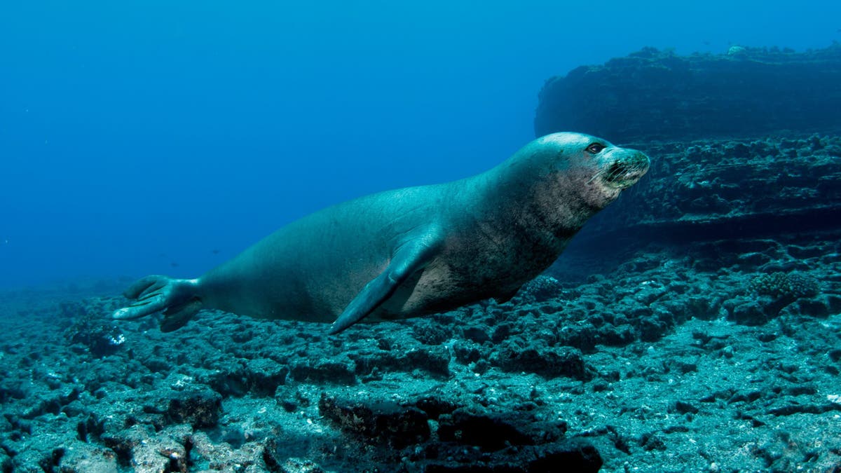 Hawaiian monk seal resting on rocky shore at Lehua Island