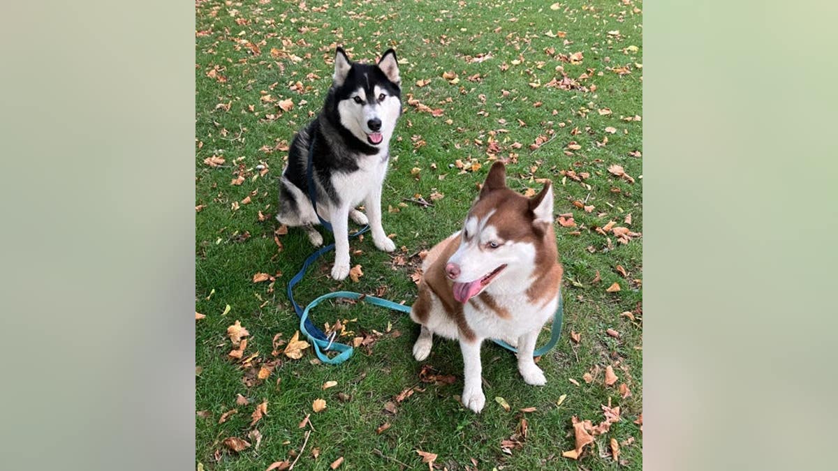 two huskies sit in the grass
