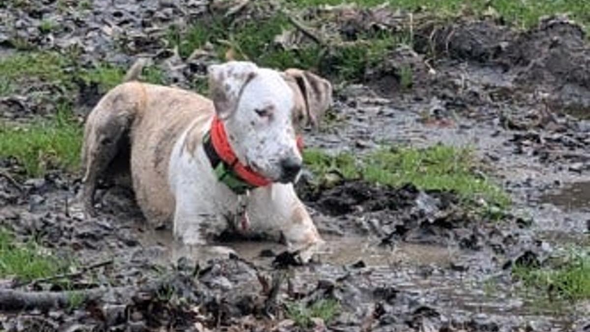 een bruin-witte hond van gemengd ras ligt in de modder
