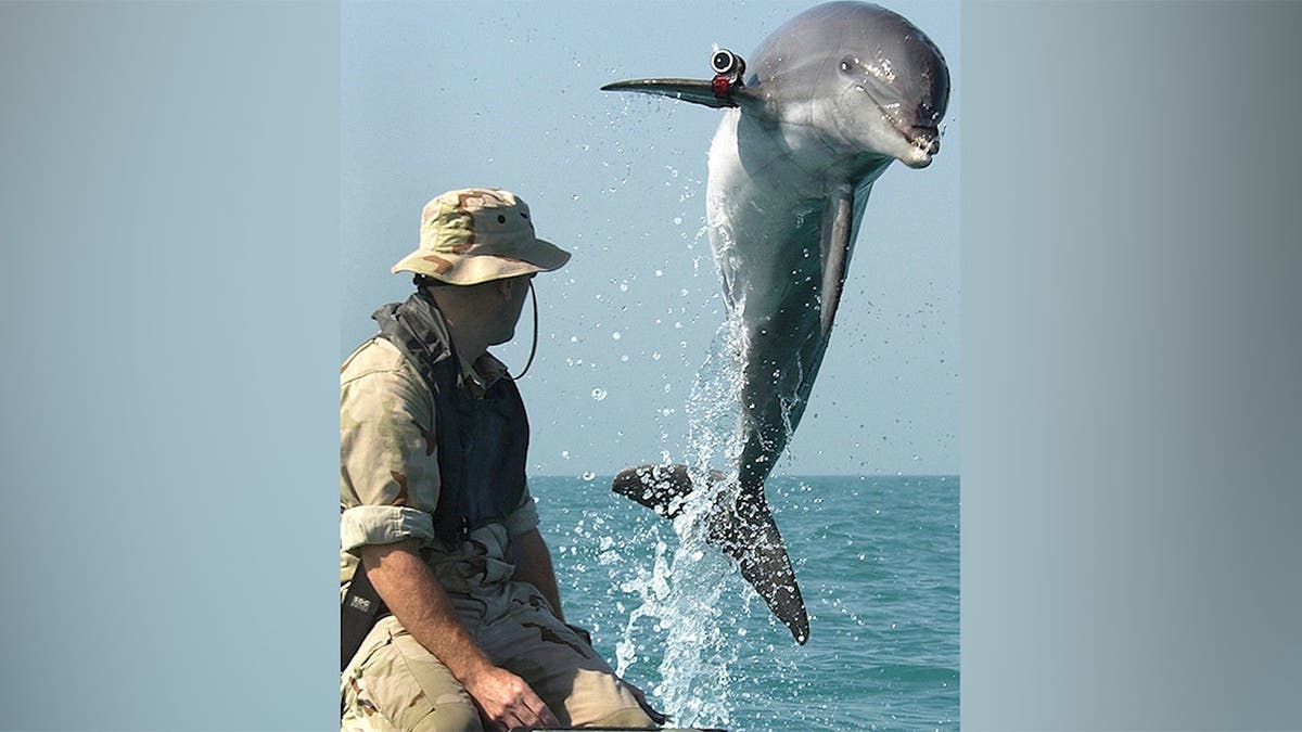 Entrenamiento de delfines para la remoción de minas