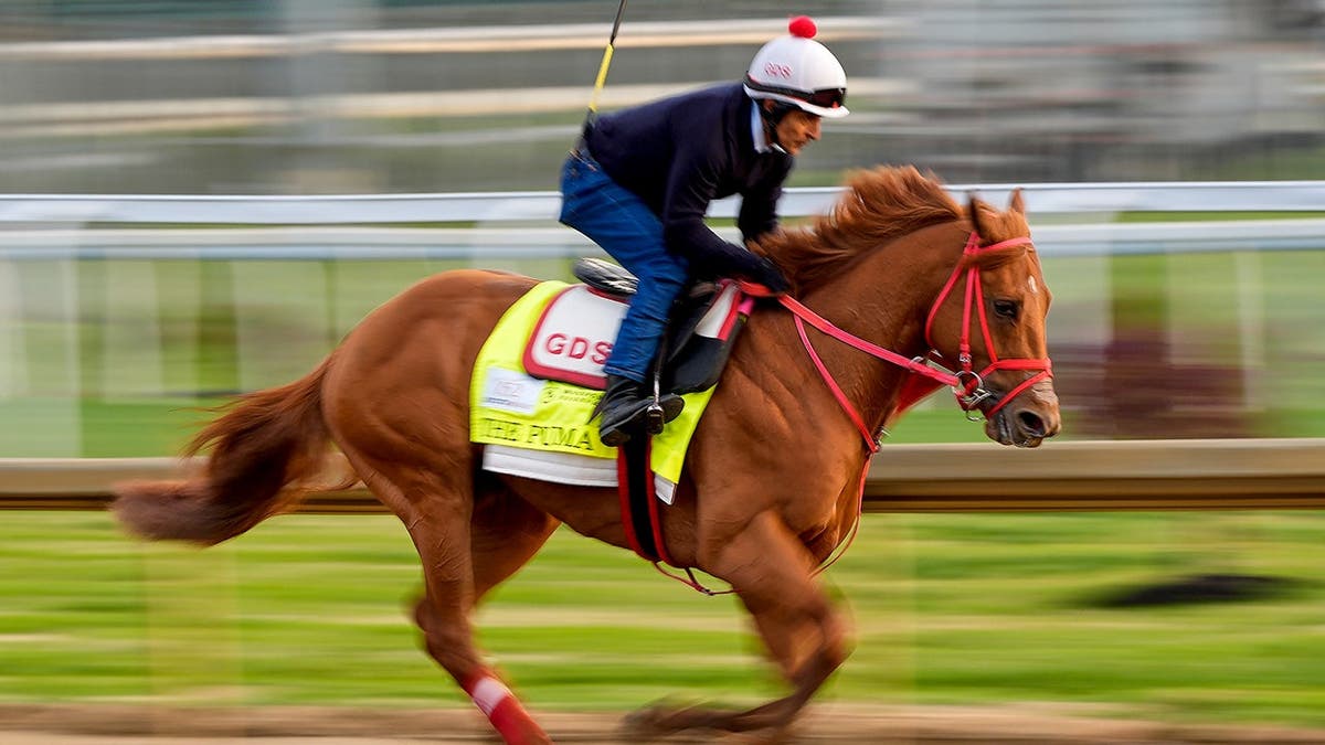Kentucky Derby entrant The Puma galloping at Churchill Downs racetrack.