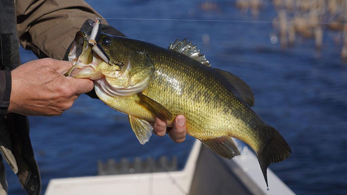Dave Zeug lançando um largemouth bass em Shell Lake