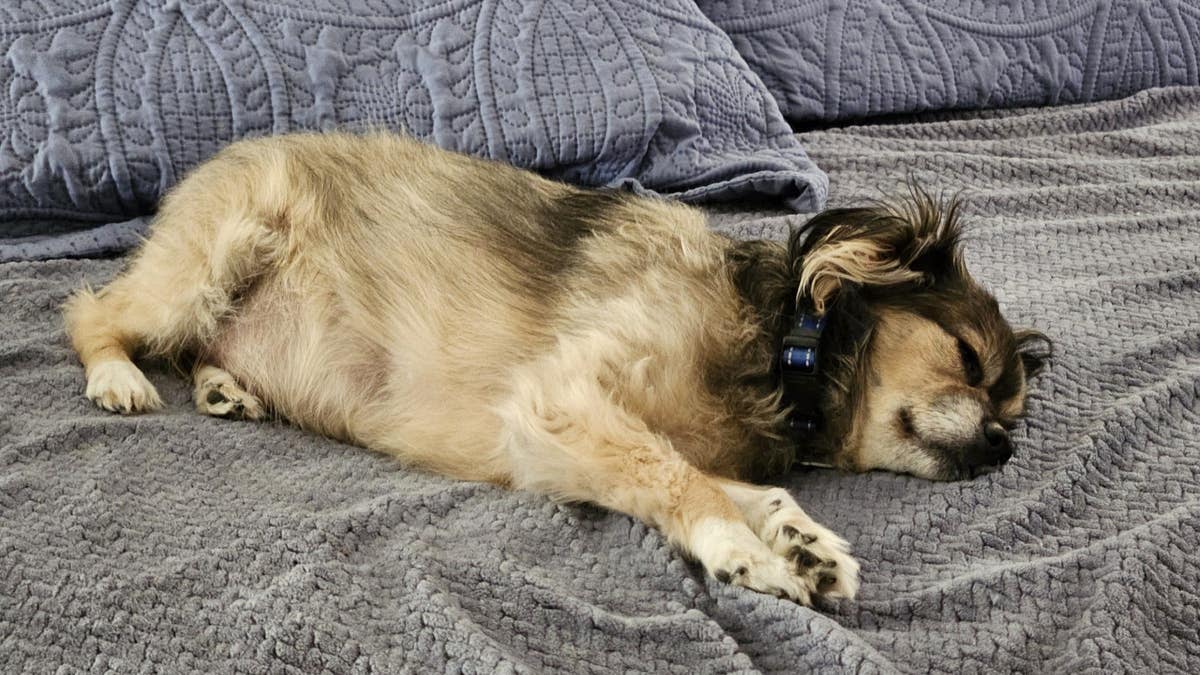 een kleine bruin-zwarte hond slaapt bovenop een bed