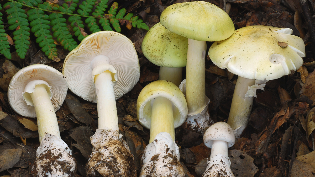 Death Cap mushrooms