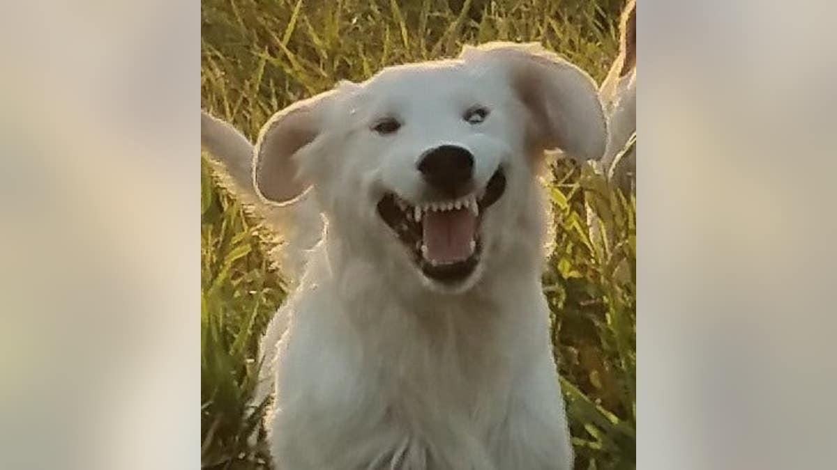 golden retriever trekt een grappig gezicht