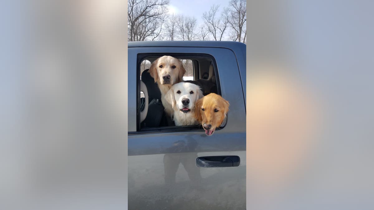 Drie golden retrieverhonden steken hun hoofd uit het raam van een vrachtwagen