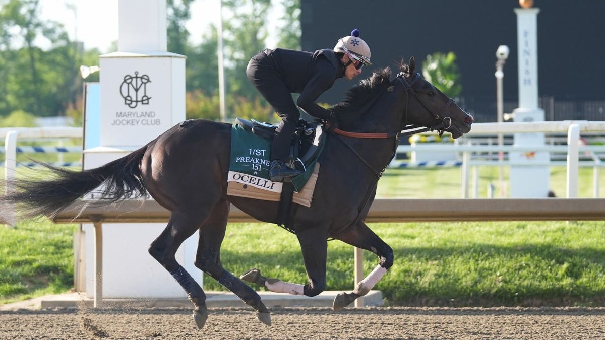 Ocelli training during morning workouts at Laurel Park in Laurel, Maryland