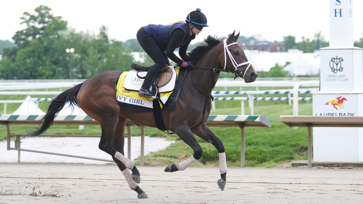 Preakness Stakes entry Taj Mahal breezing during morning workouts at Laurel Park