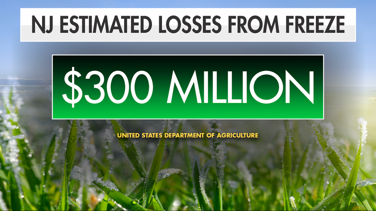 New Jersey agriculture officials estimate farmers lost roughly $300 million in crops after a rare late-spring freeze devastated apple and peach orchards across the state.