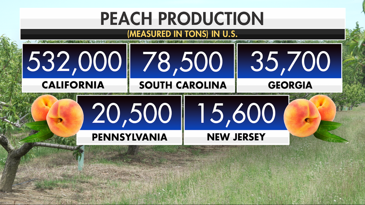 Pennsylvania and New Jersey rank among the nation’s leading peach producers, raising concerns about regional fruit shortages after a historic late-spring freeze damaged orchards across the Northeast.