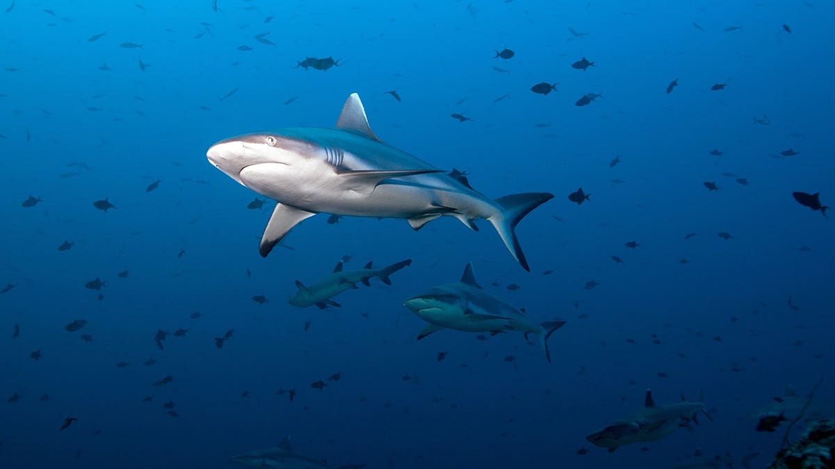 A shark swimming in the ocean