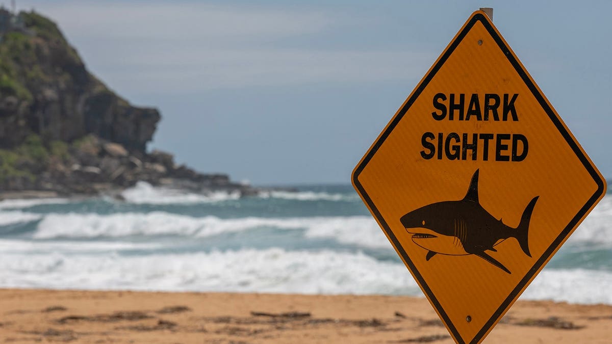 Praias no norte de Sydney fechadas com sinais de alerta de tubarão visíveis