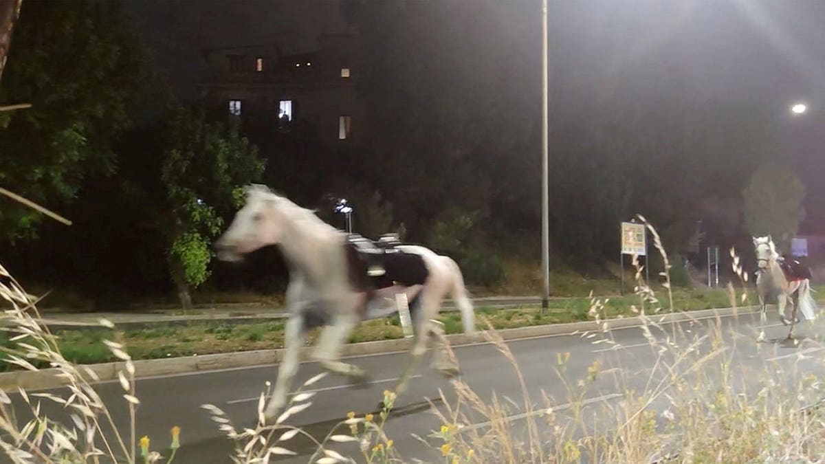 White horse galloping down street