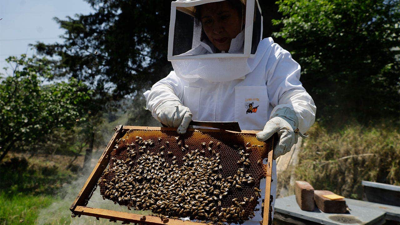 foxnews.com - Brittany Miller - AI robotic beehives installed in Florida community claim 70% reduction in colony collapse threatening crops